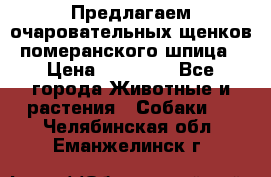 Предлагаем очаровательных щенков померанского шпица › Цена ­ 15 000 - Все города Животные и растения » Собаки   . Челябинская обл.,Еманжелинск г.